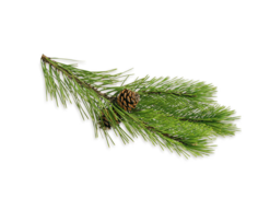 Sauna aroma concentrate Mountain pine