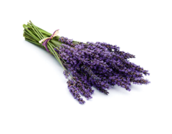 Sauna aroma concentrate Lavender